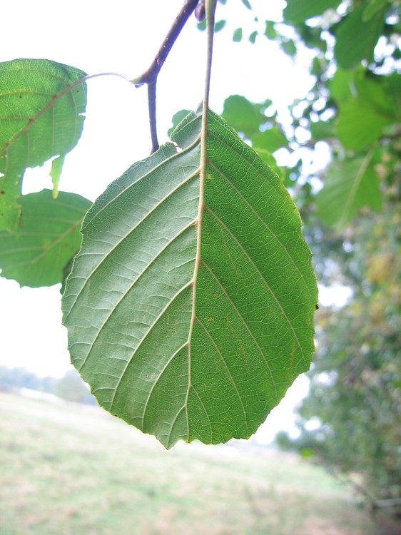 Alnus glutinosa